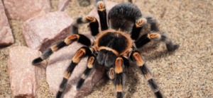 Araignées