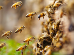 abeilles