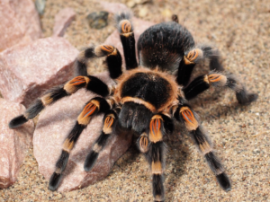 araignées
