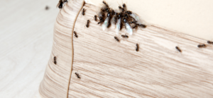 fourmis