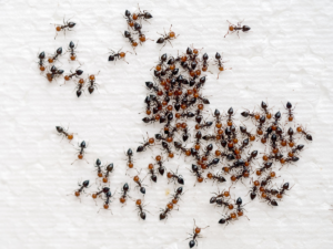 fourmis