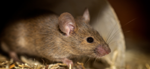 souris