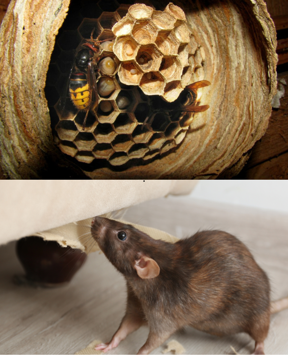 extermination rongeurs et insectes extermination rongeurs et insectes